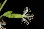 Blue ridge catchfly